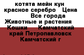 котята мейн кун, красное серебро › Цена ­ 30 - Все города Животные и растения » Кошки   . Камчатский край,Петропавловск-Камчатский г.